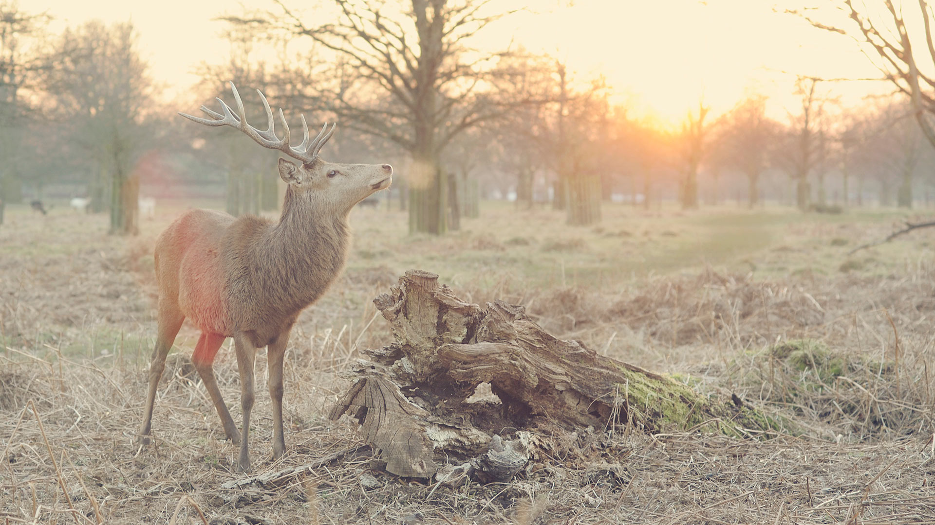 Authentication